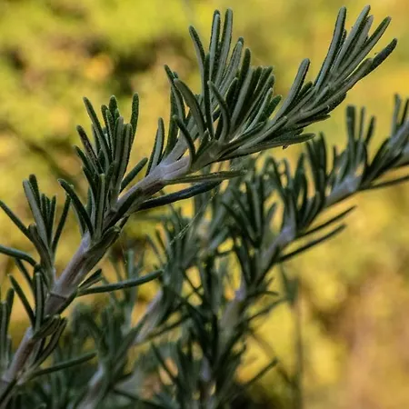 Nona Ancka Apartman *