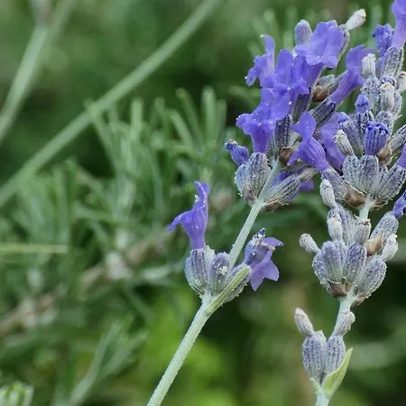 Nona Ancka Apartman Marezige