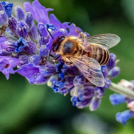 Nona Ancka * Marezige