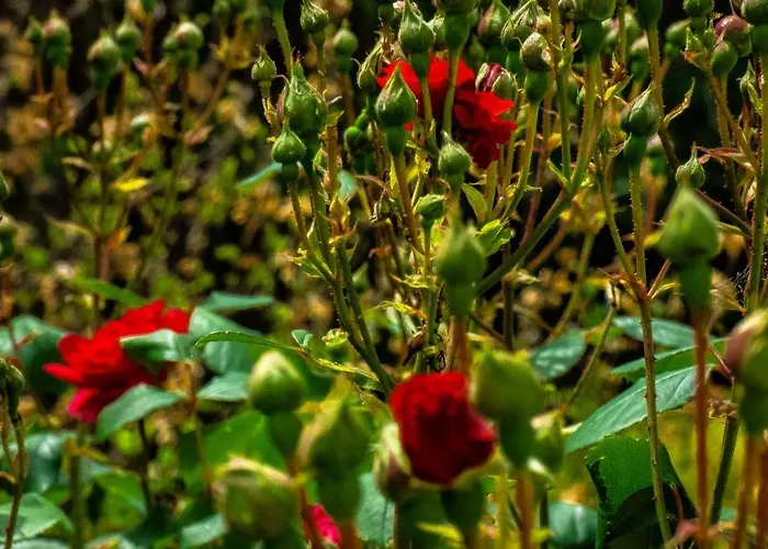 Apartman Nona Ancka *