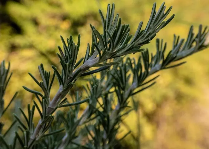 Nona Ancka Apartman *