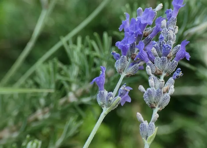 Nona Ancka Apartman Marezige