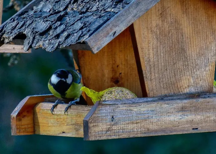 Nona Ancka Apartman Marezige