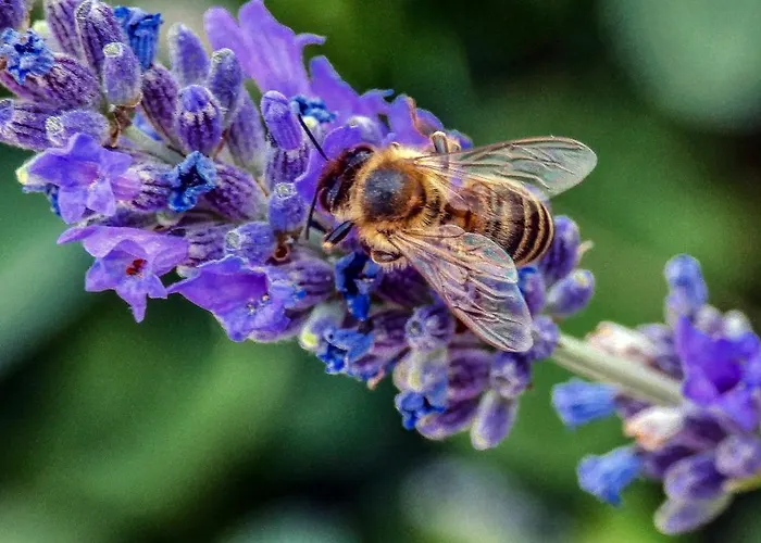 Nona Ancka * Marezige