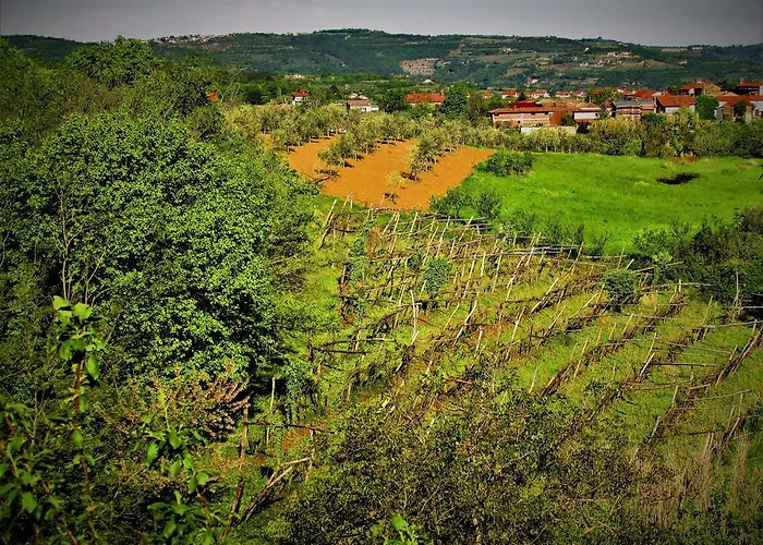 Nona Ancka * Marezige